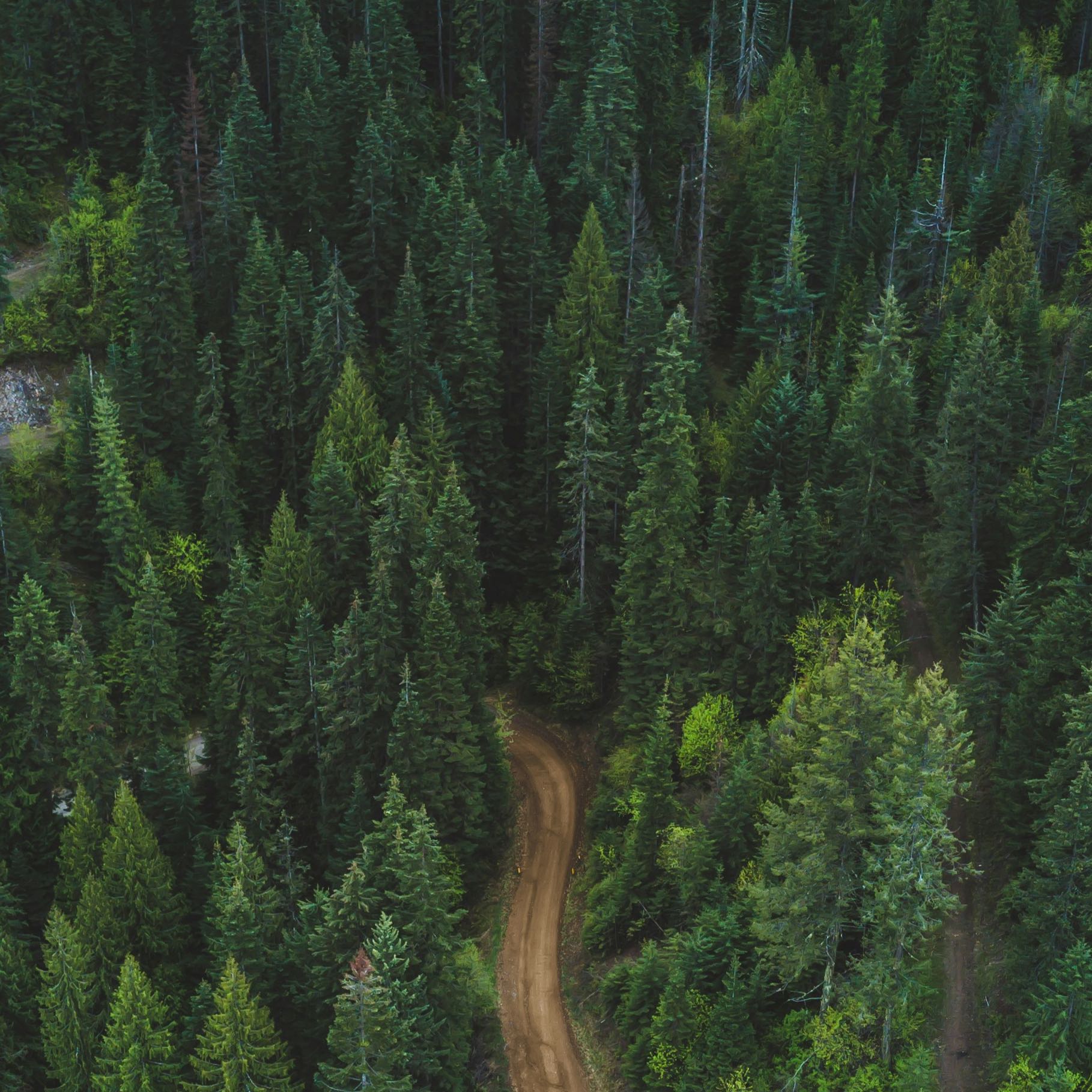 Forest with a pathway