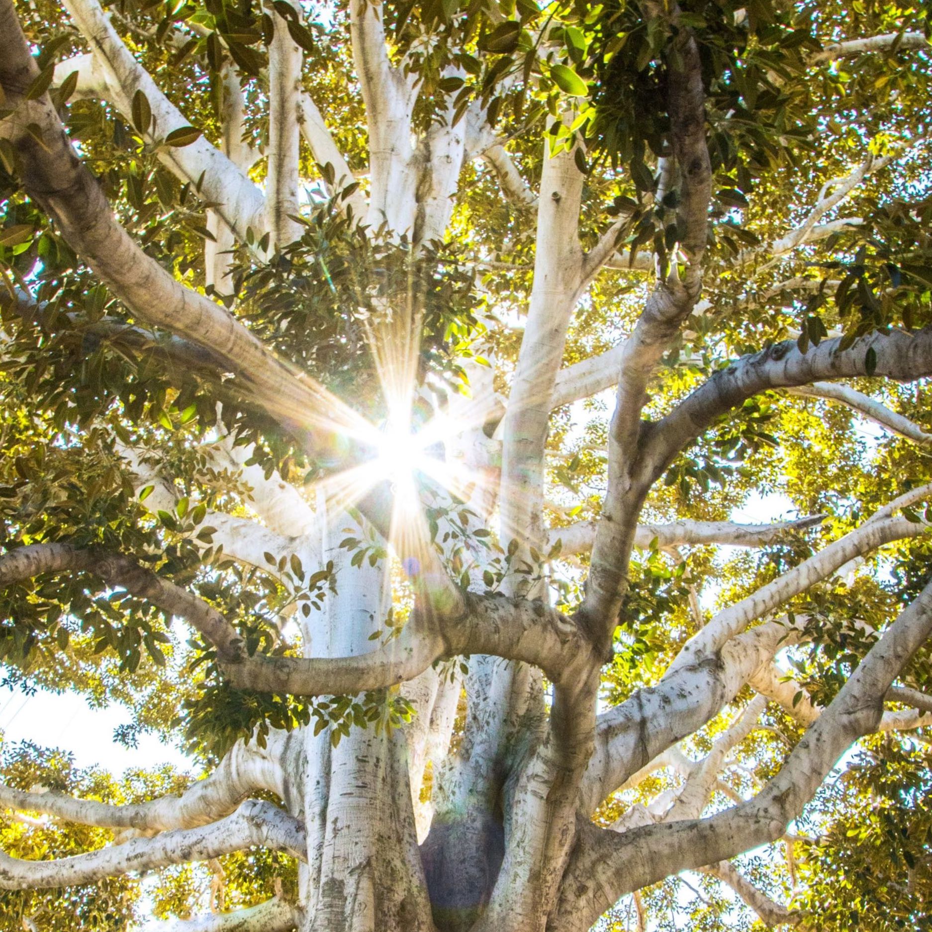 A tree with a lot of branches